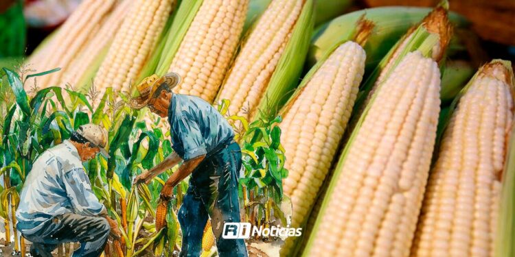Aseguran autosuficiencia en maíz blanco para 2025: AGRICULTURA