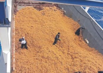 Marina ha recolectado 290 mil toneladas de sargazo desde 2019