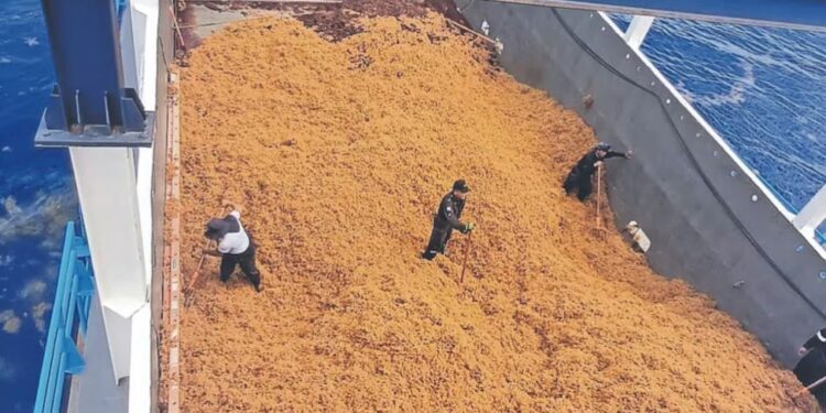 Marina ha recolectado 290 mil toneladas de sargazo desde 2019