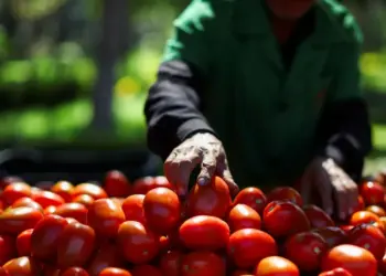 Estados Unidos se retira de acuerdo sobre jitomates con México; les impone arancel