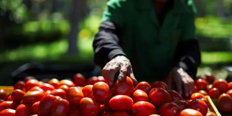 Estados Unidos se retira de acuerdo sobre jitomates con México; les impone arancel