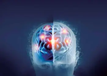 Grasa y azúcar, detrás del daño cerebral; afectan la memoria aprendizaje y emociones