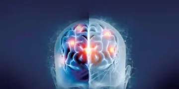 Grasa y azúcar, detrás del daño cerebral; afectan la memoria aprendizaje y emociones