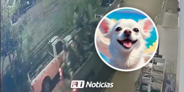 Muere perrito atropellado por patrulla del Ejército en Prados del Sur; exigen empatía y capacitación