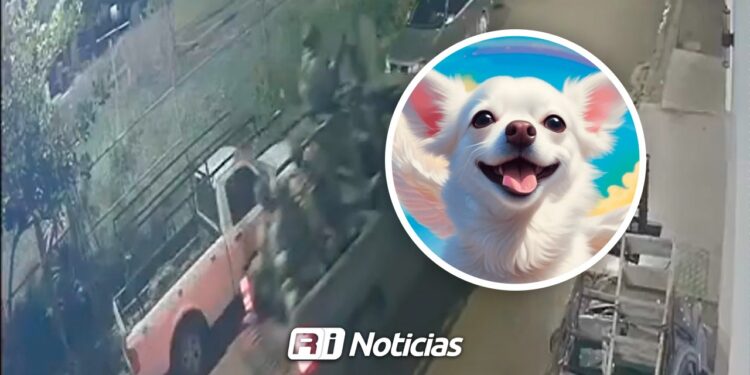 Muere perrito atropellado por patrulla del Ejército en Prados del Sur; exigen empatía y capacitación