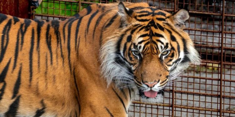 Zoológico pide donar mascotas para alimentar a sus depredadores