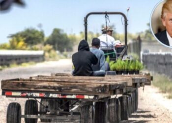 Trump reconoce que trabajadores migrantes que expulsa son difíciles de reemplazar