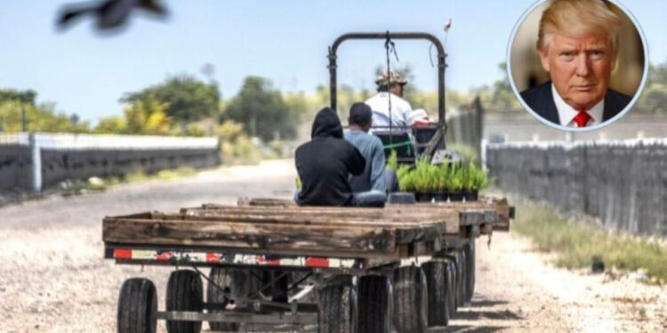 Trump reconoce que trabajadores migrantes que expulsa son difíciles de reemplazar