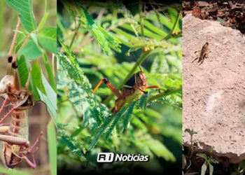 Vigilan aparición de chapulines en zonas de temporal en Sinaloa