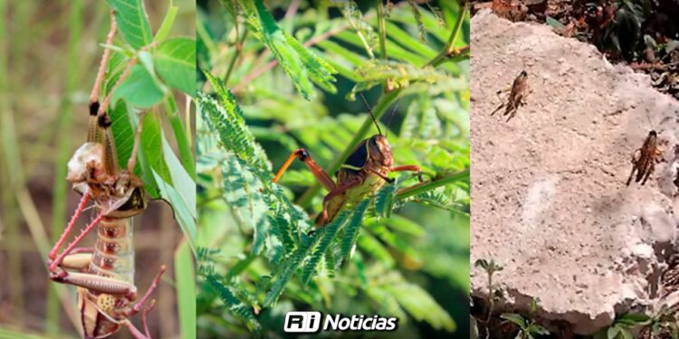 Vigilan aparición de chapulines en zonas de temporal en Sinaloa