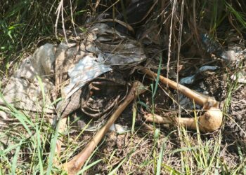 Rastreadoras localizan osamenta en el Ejido Canan, Villa Juárez Navolato