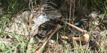 Rastreadoras localizan osamenta en el Ejido Canan, Villa Juárez Navolato