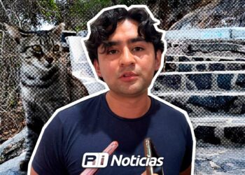 La sobrepoblación de animales en Mazatlán requiere atención, reconoce Ecología