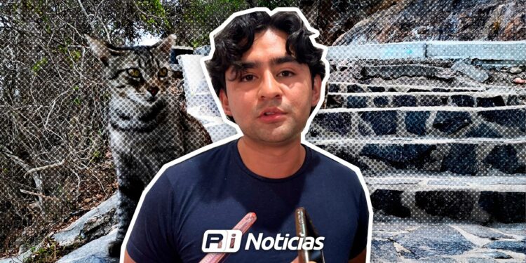 La sobrepoblación de animales en Mazatlán requiere atención, reconoce Ecología