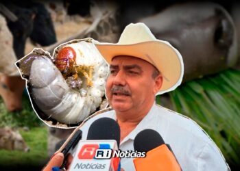 Plagas “acaban” con alimento para ganado en la zona norte de Mazatlán