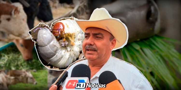 Plagas “acaban” con alimento para ganado en la zona norte de Mazatlán