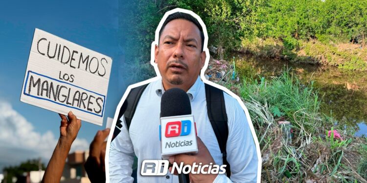 “Si tienen permiso que lo enseñen”, Observatorio Ciudadano a Gobierno por tala de mangle en Mazatlán