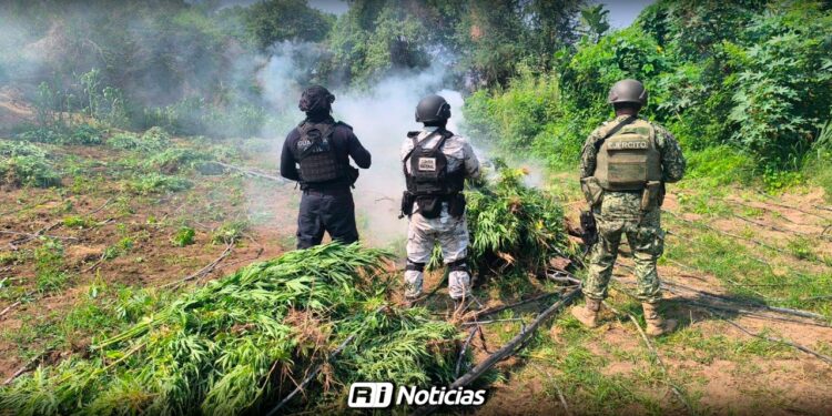 Refuerzan seguridad en Sinaloa: Decomisos y detenciones en la semana del 11 al 17 de agosto