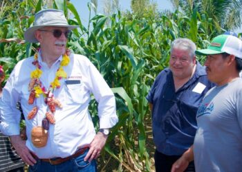Agricultoras y agricultores de pequeña y mediana escala, clave en la producción de maíz blanco