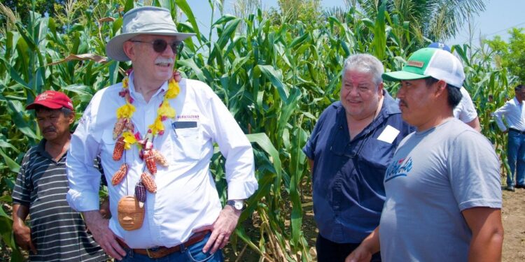 Agricultoras y agricultores de pequeña y mediana escala, clave en la producción de maíz blanco