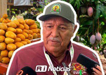 Temporada de mango en el sur de Sinaloa registra bajas cosechas y precios desplomados
