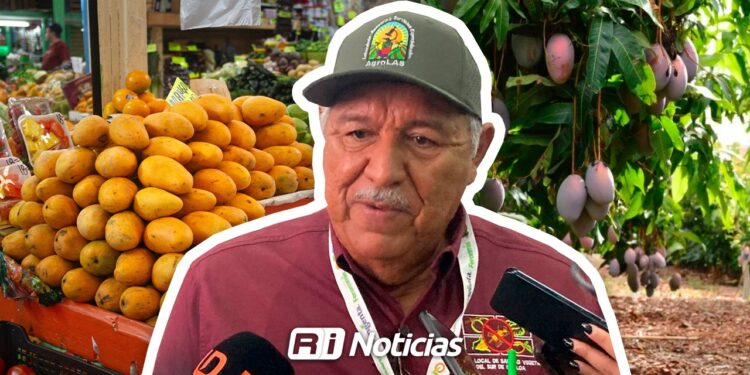 Temporada de mango en el sur de Sinaloa registra bajas cosechas y precios desplomados
