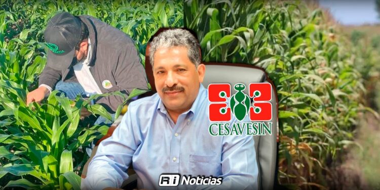 Sinaloa mantiene estatus libre de plagas en diversos cultivos: CESAVESIN