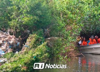 Manglares, aliados contra huracanes y no causantes de inundaciones: Conselva