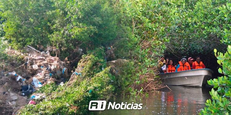 Manglares, aliados contra huracanes y no causantes de inundaciones: Conselva