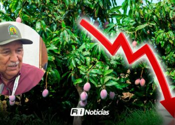 Este 2025 no tuvimos la temporada esperada, fue pésima: Productores de mango