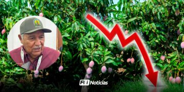 Este 2025 no tuvimos la temporada esperada, fue pésima: Productores de mango