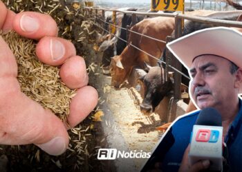 Benefician a ganaderos de Mazatlán con 20 toneladas de semilla gavatera