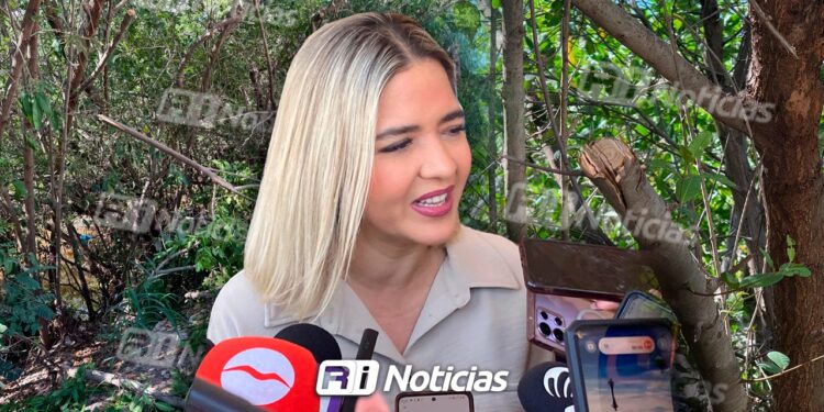 Denuncian intento de tala de manglar en Mazatlán