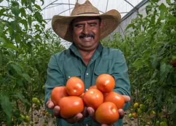 Sader y Economía fijan precios mínimos de exportación para el jitomate