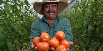 Sader y Economía fijan precios mínimos de exportación para el jitomate