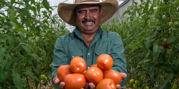 Sader y Economía fijan precios mínimos de exportación para el jitomate