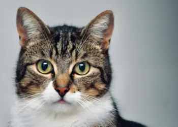 Día Internacional del Gato: origen y curiosidades felinas