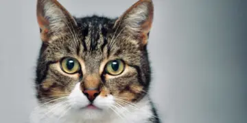 Día Internacional del Gato: origen y curiosidades felinas