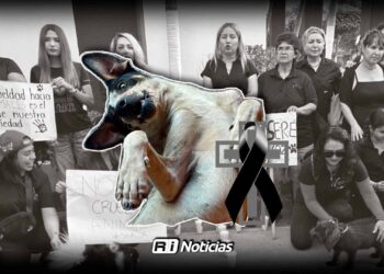 Audiencia histórica en Culiacán por el caso de Bobby, el perro atacado con machete