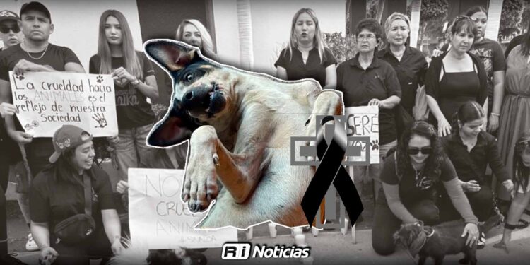 Audiencia histórica en Culiacán por el caso de Bobby, el perro atacado con machete