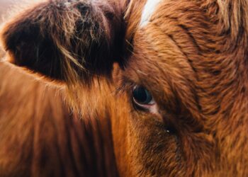 La plaga del gusano barrenador acecha a los humanos