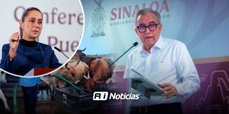 Sectores agrícola, ganadero, magisterial y empresarial en óptimas condiciones en Sinaloa gracias a Sheinbaum: Rocha Moya