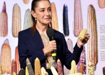 Gobierno prevé implementar programa para el cultivo de maíz criollo