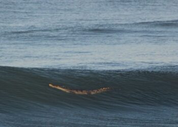 Alerta ante presencia de cocodrilo en Playa Delfín, cerca de Oceánica