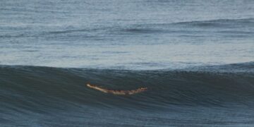 Alerta ante presencia de cocodrilo en Playa Delfín, cerca de Oceánica