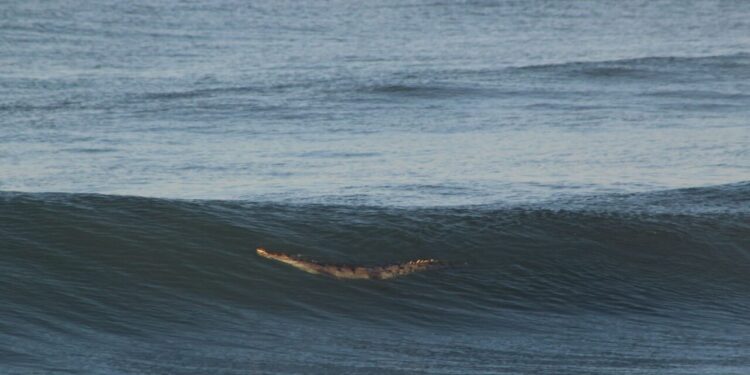 Alerta ante presencia de cocodrilo en Playa Delfín, cerca de Oceánica