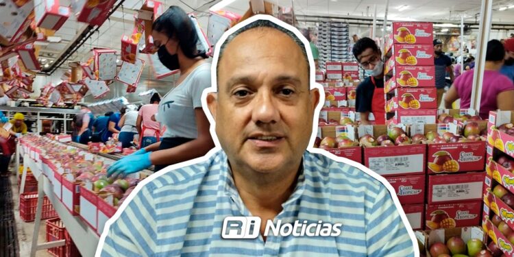 Por bajo producto, 14 de 32 empacadoras de mango trabajan este 2025, en el sur de Sinaloa