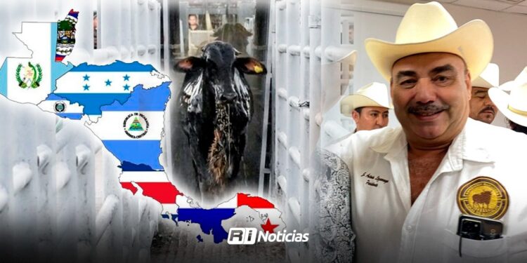 Ganaderos celebran nula importación de ganado de Centroamérica a México
