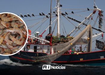 Camaroneros del sur de Sinaloa pondrán sobre la mesa fechas que sea levantada la veda