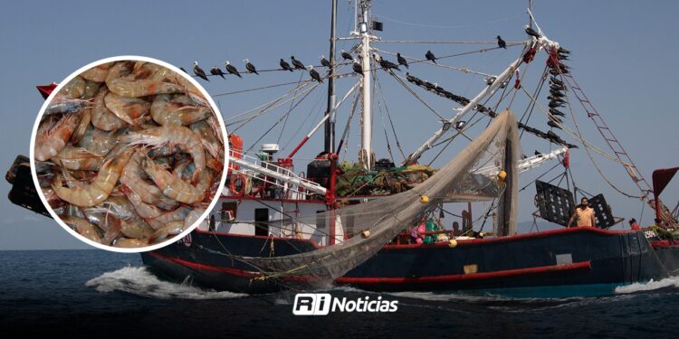 Camaroneros del sur de Sinaloa pondrán sobre la mesa fechas que sea levantada la veda